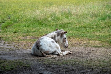 pretty white and brown donkey resting in the sunshine