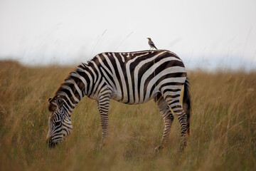 Zebra in Open Savannah Grasslands of Masai Mara, Kenya – September 2023