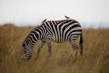 Zebra in Open Savannah Grasslands of Masai Mara, Kenya – September 2023