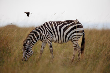 Obraz premium Zebra in Open Savannah Grasslands of Masai Mara, Kenya – September 2023