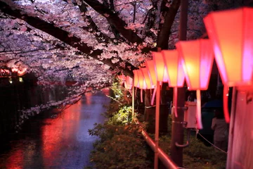 Fotobehang 目黒川桜まつりのライトアップ © onosan