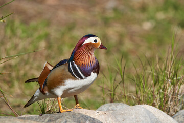 pato mandarín macho en el estanque  (Aix galericulata)
