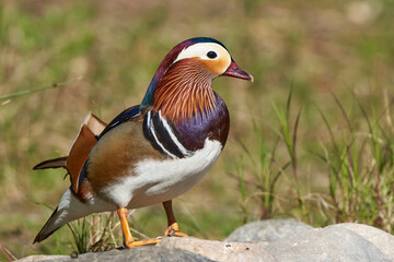 pato mandarín macho en el estanque  (Aix galericulata)