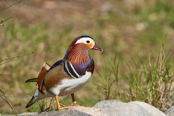 pato mandarín macho en el estanque  (Aix galericulata)