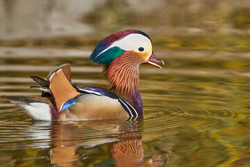 pato mandarín macho en el estanque  (Aix galericulata)