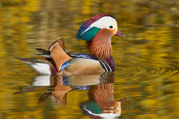 pato mandar&iacute;n macho en el estanque  (Aix galericulata)
