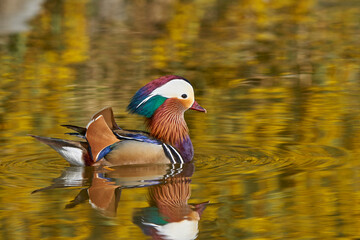 pato mandarín macho en el estanque  (Aix galericulata)