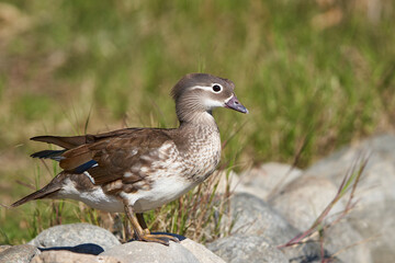 pato mandarín hembra en el estanque  (Aix galericulata)