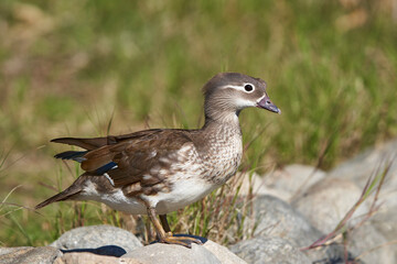 Obraz premium pato mandarín hembra en el estanque (Aix galericulata)