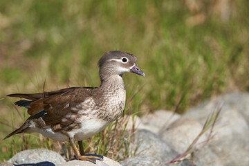 pato mandarín hembra en el estanque  (Aix galericulata)