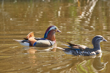 pato mandarín macho en el estanque  (Aix galericulata)