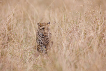 A photo of a leopard walking in open grassland in Masai Mara Kenya