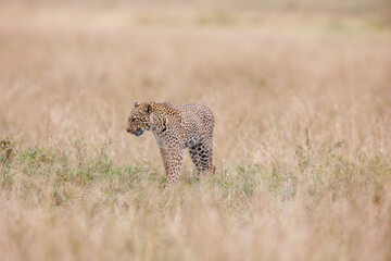 A photo of a leopard walking in open grassland in Masai Mara Kenya