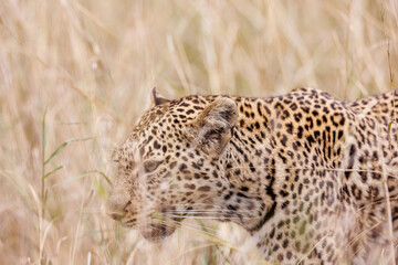 A photo of a leopard walking in open grassland in Masai Mara Kenya