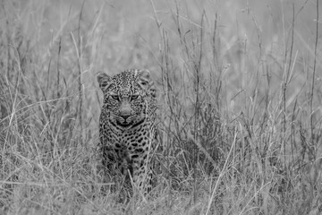 A black and white photo of a leopard walking in open grassland in Masai Mara Kenya