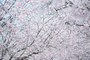 満開の桜並木