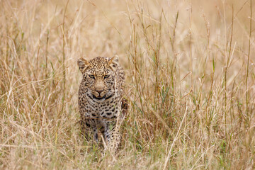A photo of a leopard walking in open grassland in Masai Mara Kenya
