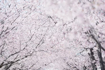 Fotobehang 満開の桜並木 © 正人 竹内
