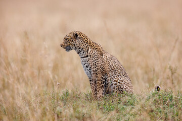 A photo of a leopard walking in open grassland in Masai Mara Kenya