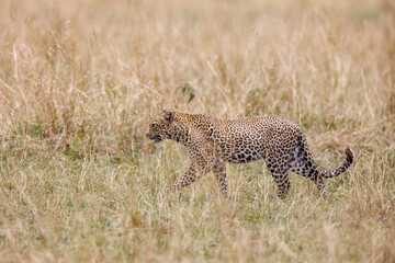 A photo of a leopard walking in open grassland in Masai Mara Kenya