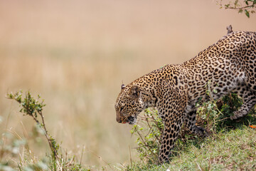 A photo of a leopard walking in open grassland in Masai Mara Kenya