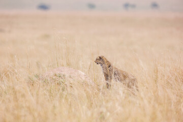 A photo of a leopard walking in open grassland in Masai Mara Kenya