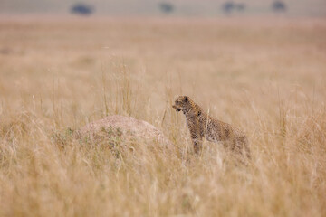 A photo of a leopard walking in open grassland in Masai Mara Kenya