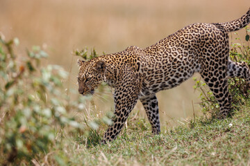 A photo of a leopard walking in open grassland in Masai Mara Kenya