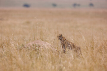 A photo of a leopard walking in open grassland in Masai Mara Kenya