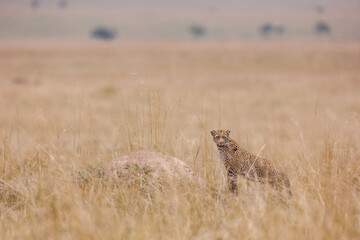 A photo of a leopard walking in open grassland in Masai Mara Kenya