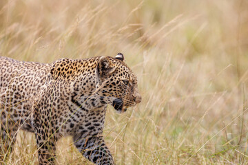 A photo of a leopard walking in open grassland in Masai Mara Kenya