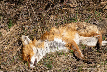 a dead Wildlife Red Fox in the field and flies that fly around the corpse and feed on decaying...