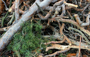 Pattern of twisted spruce branches stock photo for backgrounds 
