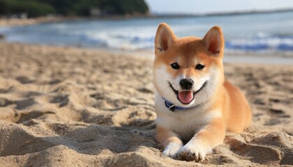 ビーチを散歩するかわいい柴犬の子供 美しい海
