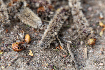 Birch tree pollen in catkins dropped to the ground. Closeup color image with earthy brown tones. Pollination causes seasonal allergy problems during the spring season in many countries like Finland. 