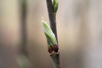 Willow tree leaf buds, small leaves on a branch in a closeup. Soft bokeh background. Photographed in Finland during the spring season when the nordics nature awakens.