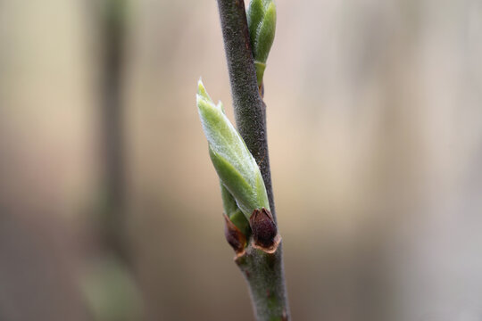 Willow tree leaf buds, small leaves on a branch in a closeup. Soft bokeh background. Photographed in Finland during the spring season when the nordics nature awakens.