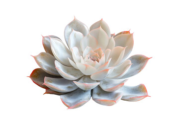 Ghost Echeveria Isolated on Transparent Background