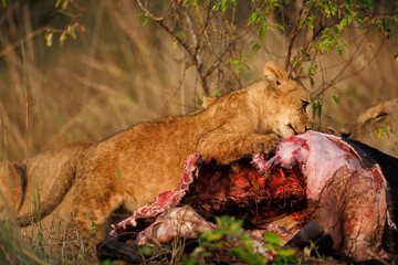 Lion cub eating a buffalo in Masai Mara shot in September 2023
