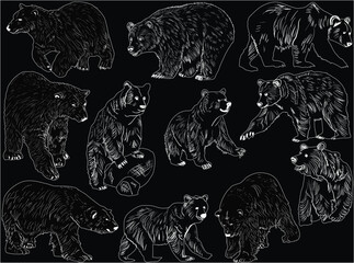 eleven polar bears outlines isolated on black - 760442719