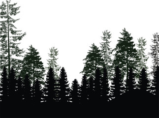 black and dark green coniferous forest isolated on white - obrazy, fototapety, plakaty