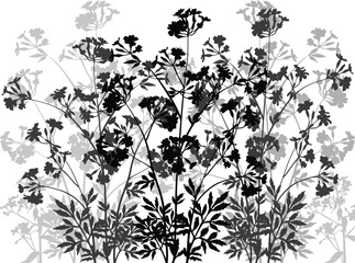 grey wild flowers silhouettes on white background - 760442742