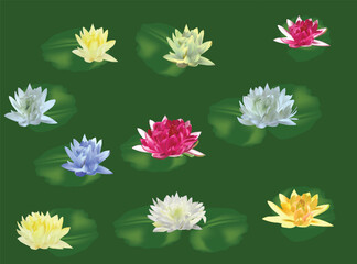 ten water lily blooms isolated on green - 760442787