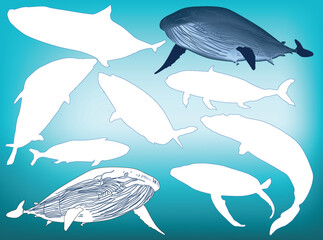 whales collection on cyan background - 760442798