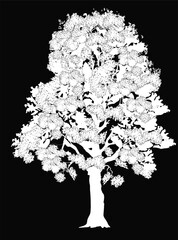 white isolated tree with many branches - 760442799