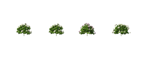Foto op Aluminium Hydrangea, hortensia, flower, bushes, shrubs, evergreen, small tree, bush, tree, big tree, light for daylight, easy to use, 3d render, isolated © Box