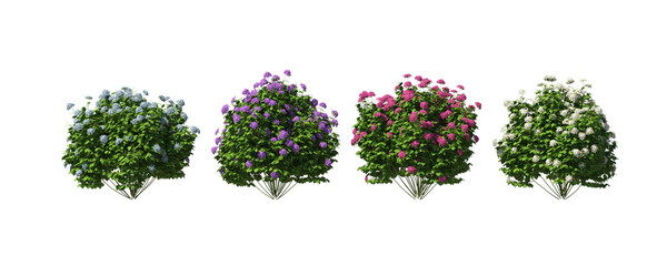 Obraz premium Hydrangea, hortensia, flower, bushes, shrubs, evergreen, small tree, bush, tree, big tree, light for daylight, easy to use, 3d render, isolated