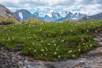 Many beautiful alpine small white flowers on grassy rock against few big snowy pointy peaks far...