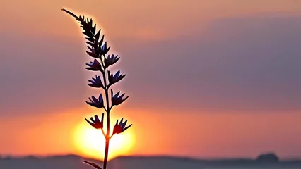 Photo sur Plexiglas Lavende wheat field at sunset