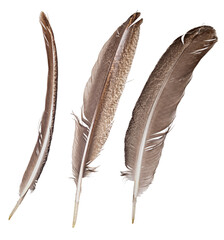 Naklejka premium crane long three brown feathers isolated on white